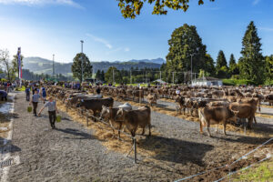 Appenzell, Appenzell Ausserrohden, Autumn, Brauchtum, Fall, Herbst, Kühe, Ostschweiz, Schweiz, Suisse, Switzerland, Säntis, Teufen, Viehschau