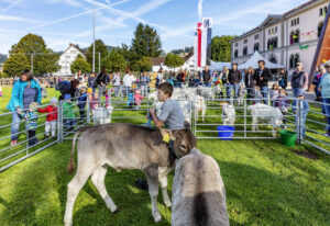 Appenzell, Appenzell Ausserrohden, Autumn, Brauchtum, Fall, Herbst, Kühe, Ostschweiz, Schweiz, Suisse, Switzerland, Teufen, Viehschau