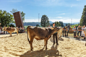 Appenzell, Appenzell Ausserrohden, Autumn, Brauchtum, Fall, Herbst, Kühe, Ostschweiz, Schweiz, Suisse, Switzerland, Teufen, Viehschau