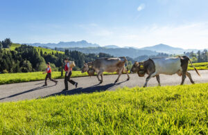 Appenzell, Appenzell Ausserrohden, Autumn, Brauchtum, Fall, Herbst, Kühe, Ostschweiz, Schweiz, Sennen, Suisse, Switzerland, Säntis, Teufen, Tracht, Viehschau, Öberefahre