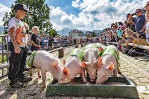 Alpabfahrt, Alpfahrt, Appenzell, Appenzell Ausserrohden, Appenzeller Hinterland, Bauernmarkt, Brauchtum, Landwirtschaft, Ostschweiz, Schwein, Schweine, Schweiz, Sennen, Suisse, Switzerland, Tracht, Urnäsch, Wirtschaft, Öberefahre