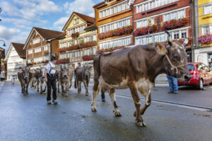 Appenzell, Appenzell Ausserrohden, Autumn, Fall, Herbst, Landwirtschaft, Schweiz, Sennen, Suisse, Switzerland, Tracht, Urnäsch, Viehschau, Wirtschaft, tradition