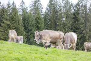 Alpabfahrt, Alpaufzug, Alpen, Alps, Appenzell, Appenzell Ausserrohden, Appenzeller Hinterland, Brauchtum, Frühling, Hochalp, Landwirtschaft, Ostschweiz, Schweiz, Sennen, Spring, Suisse, Switzerland, Tracht, Urnäsch, Wirtschaft, tradition, Öberefahre