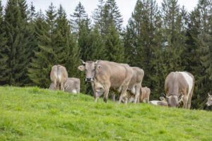 Alpabfahrt, Alpaufzug, Alpen, Alps, Appenzell, Appenzell Ausserrohden, Appenzeller Hinterland, Brauchtum, Frühling, Hochalp, Landwirtschaft, Ostschweiz, Schweiz, Sennen, Spring, Suisse, Switzerland, Tracht, Urnäsch, Wirtschaft, tradition, Öberefahre