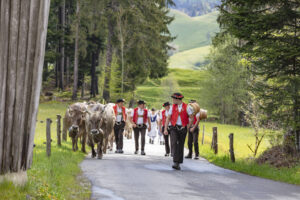 Alpabfahrt, Alpaufzug, Alpen, Alps, Appenzell, Appenzell Ausserrohden, Appenzeller Hinterland, Brauchtum, Frühling, Hochalp, Landwirtschaft, Ostschweiz, Schweiz, Sennen, Spring, Suisse, Switzerland, Tracht, Urnäsch, Wirtschaft, tradition, Öberefahre