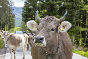 Alpabfahrt, Alpaufzug, Alpen, Alps, Appenzell, Appenzell Ausserrohden, Appenzeller Hinterland, Brauchtum, Frühling, Hochalp, Landwirtschaft, Ostschweiz, Schweiz, Sennen, Spring, Suisse, Switzerland, Tracht, Urnäsch, Wirtschaft, tradition, Öberefahre