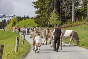 Alpabfahrt, Alpaufzug, Alpen, Alps, Appenzell, Appenzell Ausserrohden, Appenzeller Hinterland, Brauchtum, Frühling, Hochalp, Landwirtschaft, Ostschweiz, Schweiz, Sennen, Spring, Suisse, Switzerland, Tracht, Urnäsch, Wirtschaft, tradition, Öberefahre