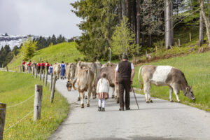 Alpabfahrt, Alpaufzug, Alpen, Alps, Appenzell, Appenzell Ausserrohden, Appenzeller Hinterland, Brauchtum, Frühling, Hochalp, Landwirtschaft, Ostschweiz, Schweiz, Sennen, Spring, Suisse, Switzerland, Tracht, Urnäsch, Wirtschaft, tradition, Öberefahre