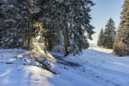 Appenzell, Appenzell Ausserrohden, Bäume, Gais, Jahreszeiten, Ostschweiz, Schweiz, Sport, Suisse, Switzerland, Tree, Trees, Wald, Winter