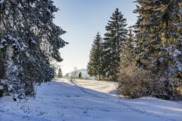 Appenzell, Appenzell Ausserrohden, Bäume, Gais, Jahreszeiten, Ostschweiz, Schweiz, Sport, Suisse, Switzerland, Tree, Trees, Wald, Winter