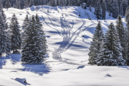 Alp, Alpen, Alps, Appenzell, Appenzell Ausserrohden, Appenzeller Hinterland, Berg, Bergmassiv, Bäume, Hundwil, Jahreszeiten, Ostschweiz, Schweiz, Schwägalp, Suisse, Switzerland, Tree, Trees, Urnaesch, Urnäsch, Wald, Winter, alps
