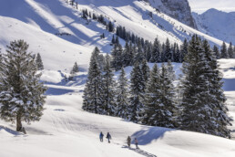 Alp, Alpen, Alps, Appenzell, Appenzell Ausserrohden, Appenzeller Hinterland, Berg, Bergmassiv, Bäume, Hundwil, Jahreszeiten, Ostschweiz, Schweiz, Schwägalp, Sport, Suisse, Switzerland, Tree, Trees, Urnaesch, Urnäsch, Wald, Winter, Wintersport, alps