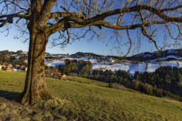 Appenzell, Appenzell Ausserrohden, Appenzeller Vorderland, Baum, Frühling, Ostschweiz, Rehetobel, Schweiz, Spring, Suisse, Switzerland, Wald, Wald AR