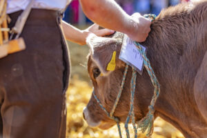 Appenzell, Appenzell Ausserrohden, Schweiz, Schwellbrunn, Sennen, Suisse, Switzerland, Tracht, Viehschau, tradition