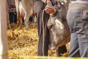 Appenzell, Appenzell Ausserrohden, Schweiz, Schwellbrunn, Sennen, Suisse, Switzerland, Tracht, Viehschau, tradition