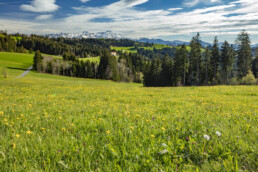Alpen, Alps, Alpstein, Appenzell, Aussicht, Berg, Blumenwiese, Ostschweiz, Schweiz, Sommer, Speicher, Suisse, Switzerland, Säntis, Wiese, summer