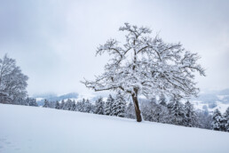 Abend, Appenzell, Baum, Clouds, Jahreszeiten, Ostschweiz, Schnee, Schweiz, Suisse, Switzerland, Teufen, Wetter, Winter, Wolken