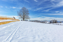 Appenzell Ausserrohden, Appenzeller Vorderland, Aussicht, Baum, Jahreszeiten, Wald, Wald AR, Winter