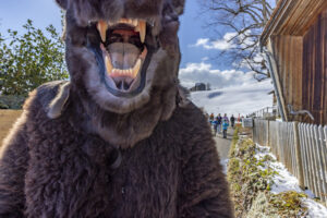 Appenzell, Appenzell Ausserrohden, Appenzeller Hinterland, Bloch, Brauchtum, Ostschweiz, Schweiz, Suisse, Switzerland, Tracht, Urnäsch, tradition