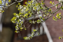 Appenzell, Appenzell Ausserrohden, Appenzeller Hinterland, Appenzellerhaus, Bauerhaus, Baum, Frühling, Herisau, Ostschweiz, Schweiz, Spring, Suisse, Switzerland