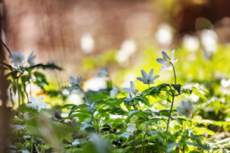 Frühling, Pflanze, Plant, Spring, Suisse, Switzerland, Wiese, spring