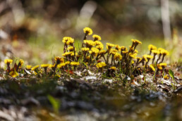 Frühling, Pflanze, Plant, Spring, Suisse, Switzerland, Wiese, spring