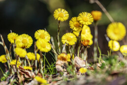 Frühling, Pflanze, Plant, Spring, Suisse, Switzerland, Wiese, spring
