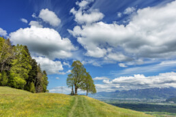 Appenzell, Aussichtsbank, Bank, Baum, Gais, Ostschweiz, Suisse, Switzerland