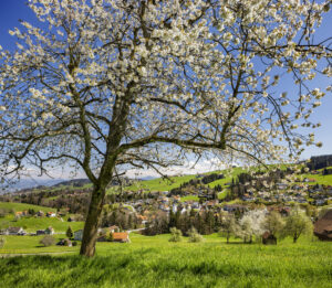 Appenzell, Appenzell Ausserrohden, Appenzeller Vorderland, Baum, Blütenbaum, Dorf, Frühling, Grub, Ostschweiz, Schweiz, Spring, Suisse, Switzerland, spring