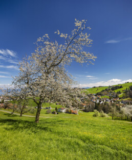 Appenzell, Appenzell Ausserrohden, Appenzeller Vorderland, Baum, Blütenbaum, Dorf, Frühling, Grub, Ostschweiz, Schweiz, Spring, Suisse, Switzerland, spring