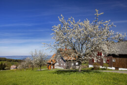 Appenzell, Appenzell Ausserrohden, Appenzeller Vorderland, Baum, Blütenbaum, Frühling, Ostschweiz, Schweiz, Spring, Suisse, Switzerland, Wolfhalden, spring