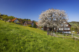 Appenzell, Appenzell Ausserrohden, Appenzeller Vorderland, Baum, Blütenbaum, Frühling, Lutzenberg, Ortsbild, Ostschweiz, Spring, Suisse, Switzerland, Weiler, spring