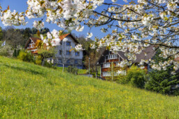 Appenzell, Appenzell Ausserrohden, Appenzeller Vorderland, Baum, Blütenbaum, Frühling, Lutzenberg, Ortsbild, Ostschweiz, Spring, Suisse, Switzerland, Weiler, spring