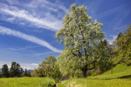 Appenzell, Appenzell Ausserrohden, Appenzeller Vorderland, Baum, Blütenbaum, Frühling, Ostschweiz, Reute, Schweiz, Spring, Suisse, Switzerland, spring