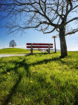 Appenzell, Appenzell Ausserrohden, Appenzeller Vorderland, Aussichtsbank, Bank, Baum, Frühling, Ostschweiz, Schweiz, Spring, Suisse, Switzerland, Walzenhausen, spring