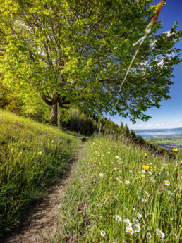 Appenzell, Appenzell Ausserrohden, Appenzeller Vorderland, Aussichtsbank, Bank, Baum, Blumenwiese, Frühling, Ostschweiz, Schweiz, Sonnenschein, Spring, Suisse, Switzerland, Verkehr, Walzenhausen, Wanderweg, Weg, Wiese