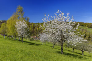 Appenzell, Appenzell Ausserrohden, Appenzeller Vorderland, Baum, Blütenbaum, Frühling, Ostschweiz, Schweiz, Spring, Suisse, Switzerland, Wolfhalden, spring