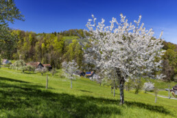 Appenzell, Appenzell Ausserrohden, Appenzeller Vorderland, Baum, Blütenbaum, Frühling, Ostschweiz, Schweiz, Spring, Suisse, Switzerland, Wolfhalden, spring