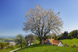 Appenzell, Appenzell Ausserrohden, Appenzeller Vorderland, Appenzellerhaus, Bauerhaus, Bauernhof, Baum, Blütenbaum, Bodensee, Frühling, Gewässer, Ortsbild, Ostschweiz, Schweiz, See, Spring, Streusiedlung, Suisse, Switzerland, Weiler, Wiese, Wolfhalden, spring