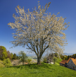 Appenzell, Appenzell Ausserrohden, Appenzeller Vorderland, Appenzellerhaus, Bauerhaus, Bauernhof, Baum, Blütenbaum, Bodensee, Frühling, Gewässer, Ortsbild, Ostschweiz, Schweiz, See, Spring, Streusiedlung, Suisse, Switzerland, Weiler, Wiese, Wolfhalden, spring