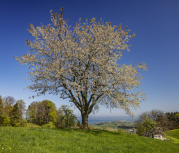 Appenzell, Appenzell Ausserrohden, Appenzeller Vorderland, Baum, Blütenbaum, Frühling, Ostschweiz, Schweiz, Spring, Suisse, Switzerland, Wolfhalden, spring