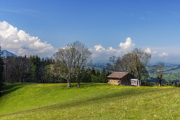 Appenzell, Appenzell Ausserrohden, Baum, Bäume, Bühler, Frühling, Mai, Ostschweiz, Schweiz, Spring, Suisse, Switzerland, Tree, Trees, Wald, spring