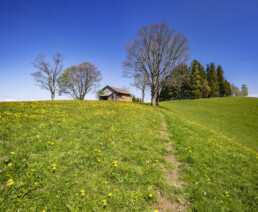 Appenzell, Appenzell Ausserrohden, Baum, Bäume, Bühler, Frühling, Mai, Ostschweiz, Schweiz, Spring, Suisse, Switzerland, Tree, Trees, Verkehr, Wald, Wanderweg, Weg, spring