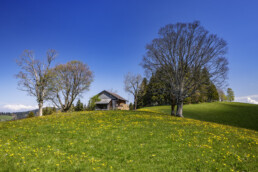 Appenzell, Appenzell Ausserrohden, Baum, Bäume, Bühler, Frühling, Mai, Ostschweiz, Schweiz, Spring, Suisse, Switzerland, Tree, Trees, Wald, spring
