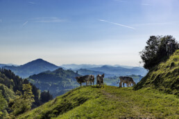 Alpen, Appenzell, Frühling, Gais, Kühe, Landscape, Landschaft, Ostschweiz, Schweiz, Spring, Suisse, Switzerland