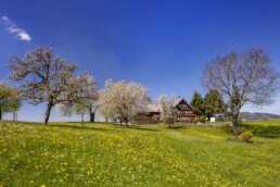 Appenzell, Appenzell Ausserrohden, Appenzeller Hinterland, Baum, Bäume, Frühling, Herisau, Mai, Ostschweiz, Schweiz, Spring, Suisse, Switzerland, Tree, Trees, Wald, spring