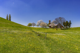 Appenzell, Appenzell Ausserrohden, Appenzeller Hinterland, Baum, Bäume, Frühling, Herisau, Mai, Ostschweiz, Schweiz, Spring, Suisse, Switzerland, Tree, Trees, Wald, spring
