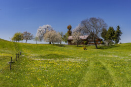 Appenzell, Appenzell Ausserrohden, Appenzeller Hinterland, Baum, Bäume, Frühling, Herisau, Mai, Ostschweiz, Schweiz, Spring, Suisse, Switzerland, Tree, Trees, Wald, spring