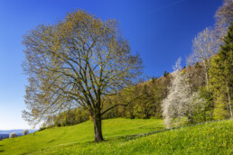 Appenzell, Appenzell Ausserrohden, Appenzeller Hinterland, Baum, Bäume, Frühling, Herisau, Ostschweiz, Schweiz, Spring, Suisse, Switzerland, Tree, Trees, Wald