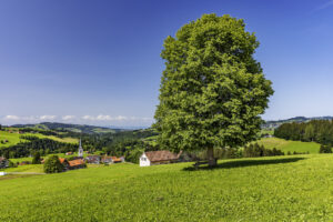 Appenzell, Appenzell Ausserrohden, Appenzeller Hinterland, Aussichtsbank, Bank, Baum, Dorf, Hundwil, Ostschweiz, Schweiz, Sommer, Suisse, Switzerland, Wiese, summer